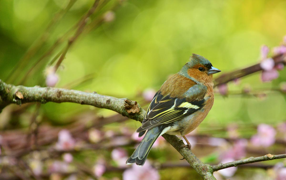 rustige omgeving met volop natuur